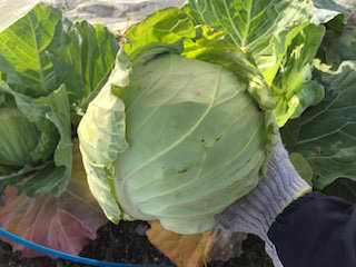 cabbage14.jpeg キャベツの収穫
