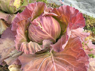 cabbage15.jpeg 外葉が紫色(赤色)になったキャベツ