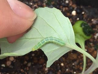 キャベツの若苗を食害するアオムシ