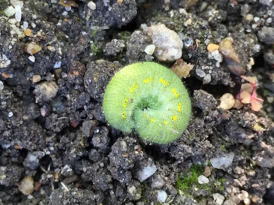 アオムシ(モンシロチョウの幼虫)
