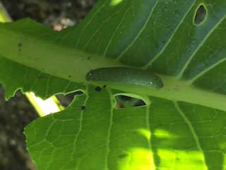 j-mustard-spinach-cabbageworm.jpeg コマツナを食害するアオムシ
