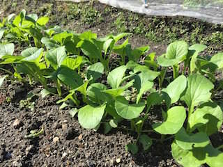 j-mustard-spinach05.jpeg コマツナ(小松菜)の間引き