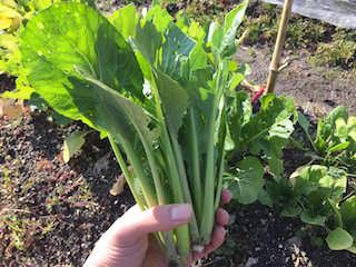 j-mustard-spinach09.jpeg コマツナ(小松菜)の収穫