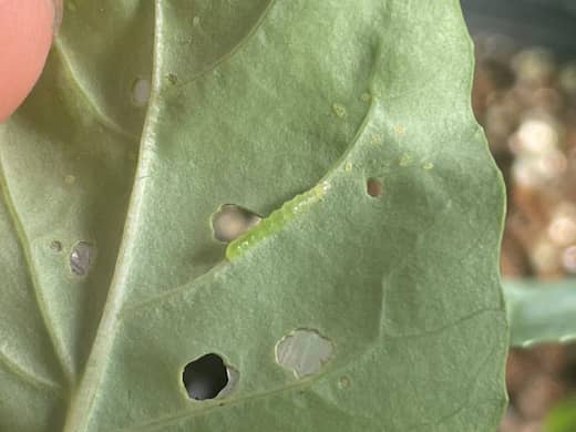 ブロッコリー苗の葉裏について食害するコナガの幼虫