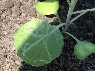 キャベツの苗の葉を食害するハモグリバエ
