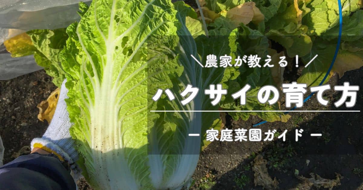 ハクサイ（白菜）の育て方と栽培のコツ | やまむファーム