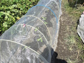 napa08.jpeg 白菜の若苗に防虫ネット
