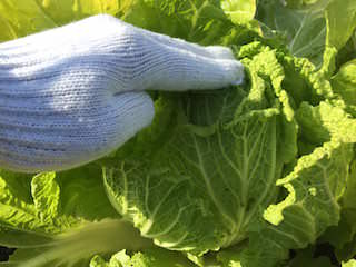 napa11.jpeg 固くしまった白菜から収穫