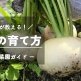 カブ（蕪）の育て方・栽培のコツ -家庭菜園ガイド-