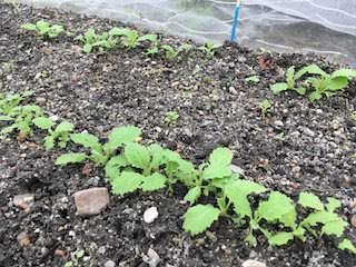 本葉が出たらカブ(蕪)の間引き1回目