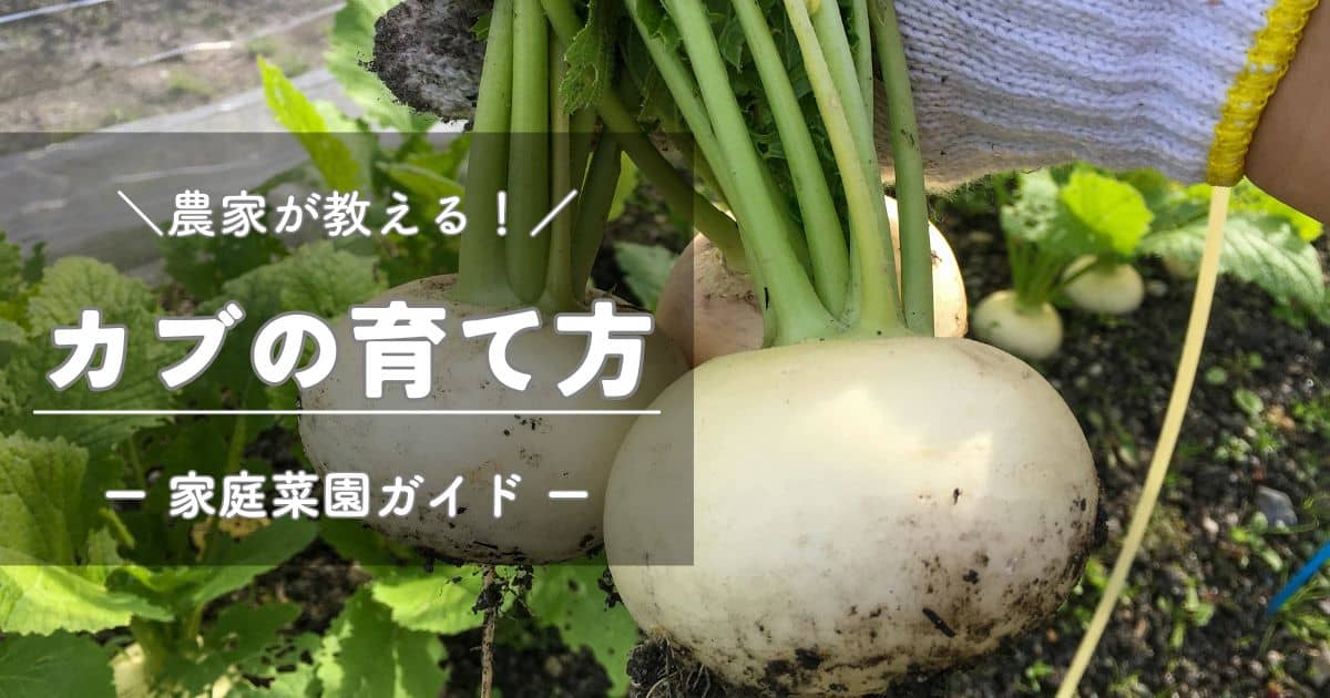 カブ（蕪）の育て方と栽培のコツ | やまむファーム