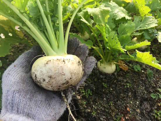 turnip-top.jpeg カブの栽培