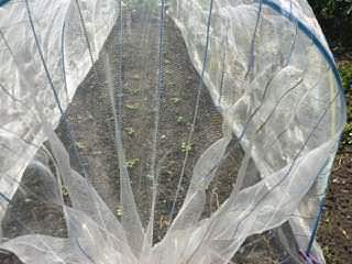 turnip03.jpg カブ(蕪)に防虫ネット