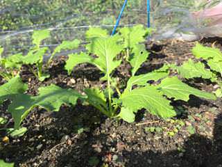 turnip05.jpg カブ(蕪)の間引き