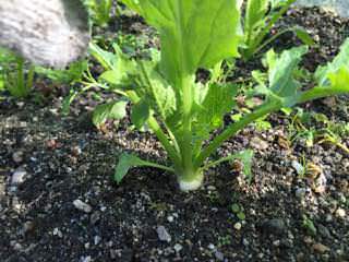 turnip06.jpg 間引いたカブも食べられる