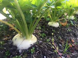 turnip07.jpg 収穫適期のカブ(蕪)