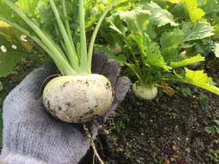 turnip08.jpg カブ(蕪)の収穫