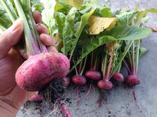 turnip09.jpg 赤カブ(蕪)の収穫