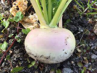 turnip11.jpg 収穫遅れたカブ(蕪)