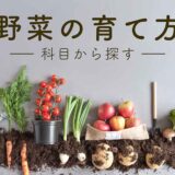 野菜の育て方（科目から探す）