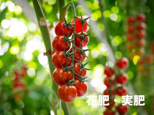 リン酸(P)|別名:花肥・実肥(はなごえ・みごえ)