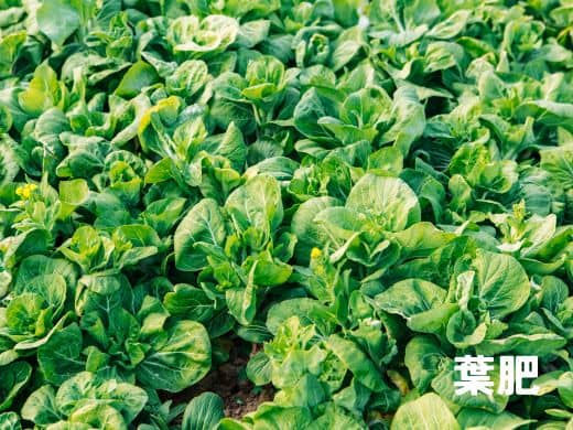窒素(N)|別名:葉肥(はごえ)