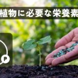 植物に必要な栄養素NPK