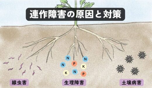 連作障害の原因と対策、各野菜の輪作年限について