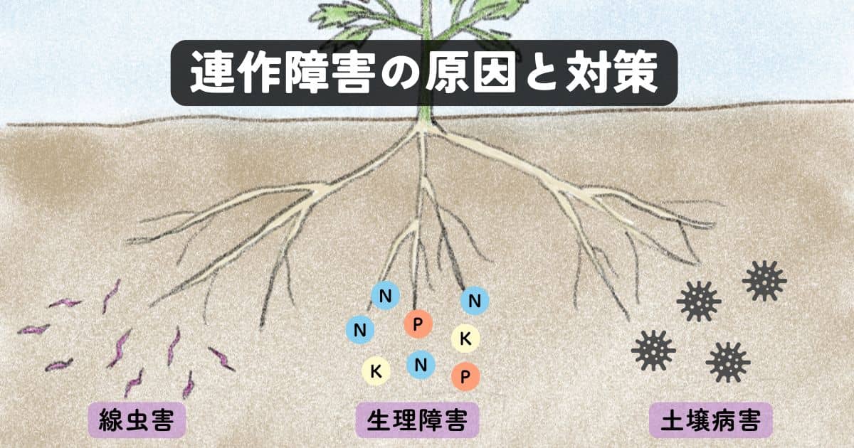 連作障害の原因と対策、各野菜の輪作年限について | やまむファーム