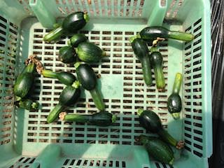 受粉不良で先細り果のズッキーニ