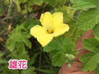 ゴーヤの雄花