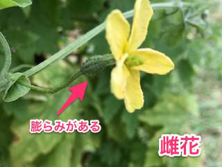ゴーヤの雌花