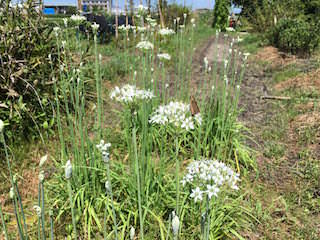 ニラの花芽(とう立ち)
