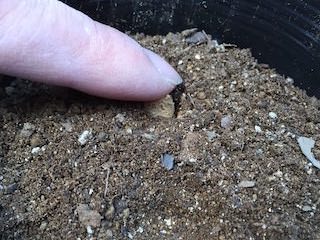 ゴーヤの種まき