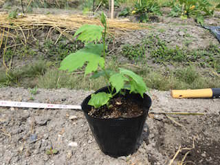 bitter-gourd04.jpg 定植時期のゴーヤ苗