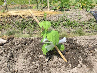 bitter-gourd05.jpg ゴーヤ苗の植え付け、仮支柱