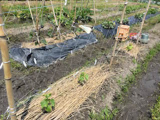 bitter-gourd07.jpg ゴーヤ誘引のための直立型支柱とネット