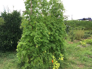 bitter-gourd09.jpg 3m以上の高さに生長したゴーヤ