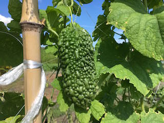 bitter-gourd12.jpg 収穫期のゴーヤ