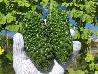bitter-gourd13.jpg ゴーヤの収穫