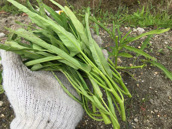c-spinach-top.jpg クウシンサイ(空芯菜・エンサイ)の栽培