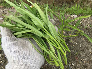 c-spinach11.jpg 収穫した空芯菜