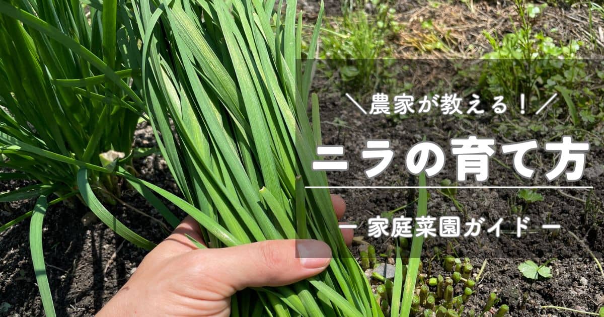 ニラの育て方と栽培のコツ | やまむファーム