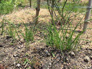 chinese-chive04.jpg 定植期のニラ苗