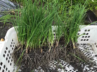 chinese-chive05.jpg ニラ苗の植え替え