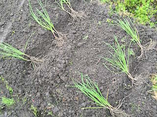 chinese-chive06.jpg ニラ苗の植え付け
