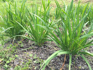 chinese-chive12.jpg 収穫期のニラ