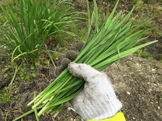 chinese-chive14.jpg 収穫したニラ