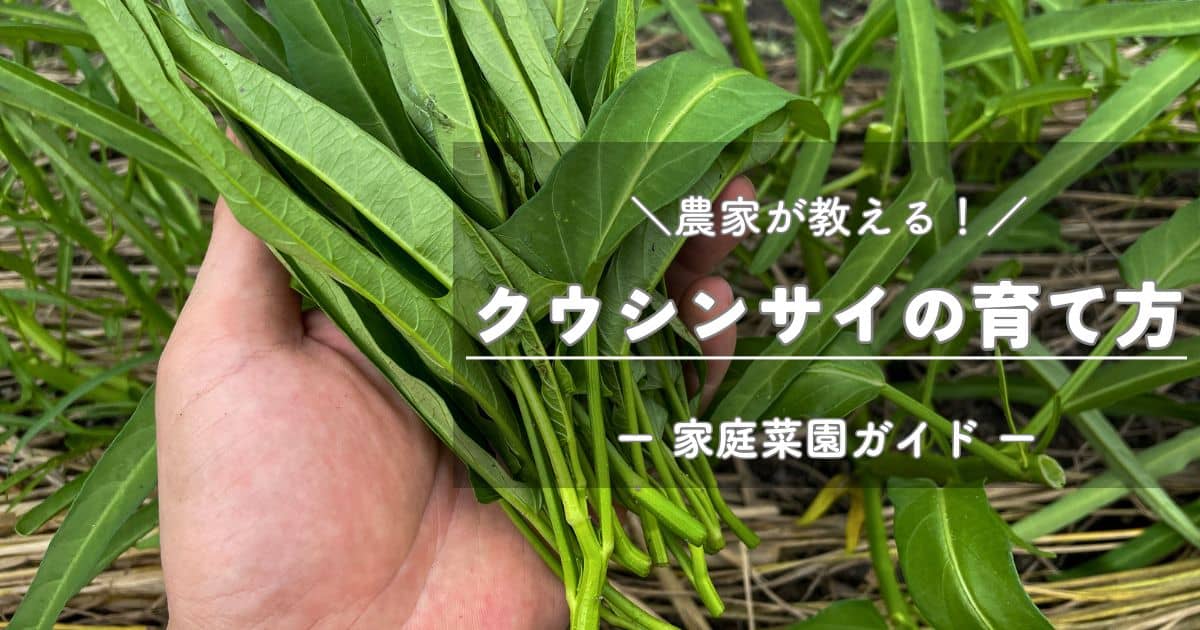 クウシンサイ（空芯菜）の育て方と栽培のコツ | やまむファーム