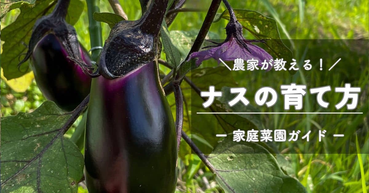 ナス（茄子）の育て方と栽培のコツ | やまむファーム
